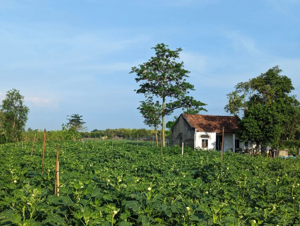 Vườn rau của Võ Thị Sẵn